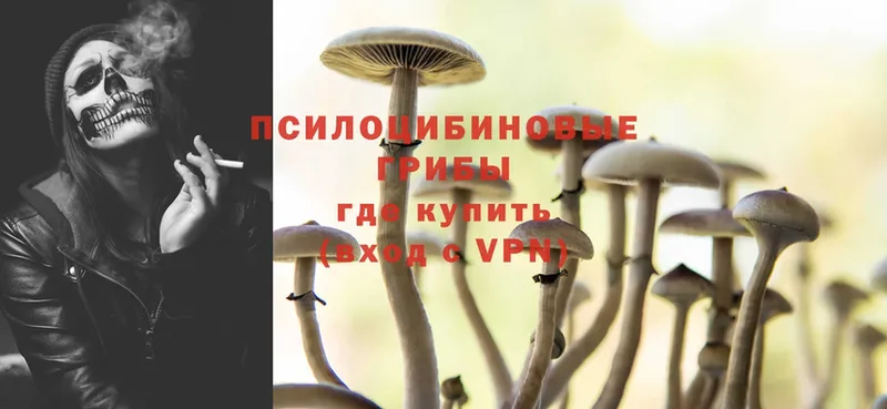 где купить   Морозовск  Псилоцибиновые грибы MAGIC MUSHROOMS 